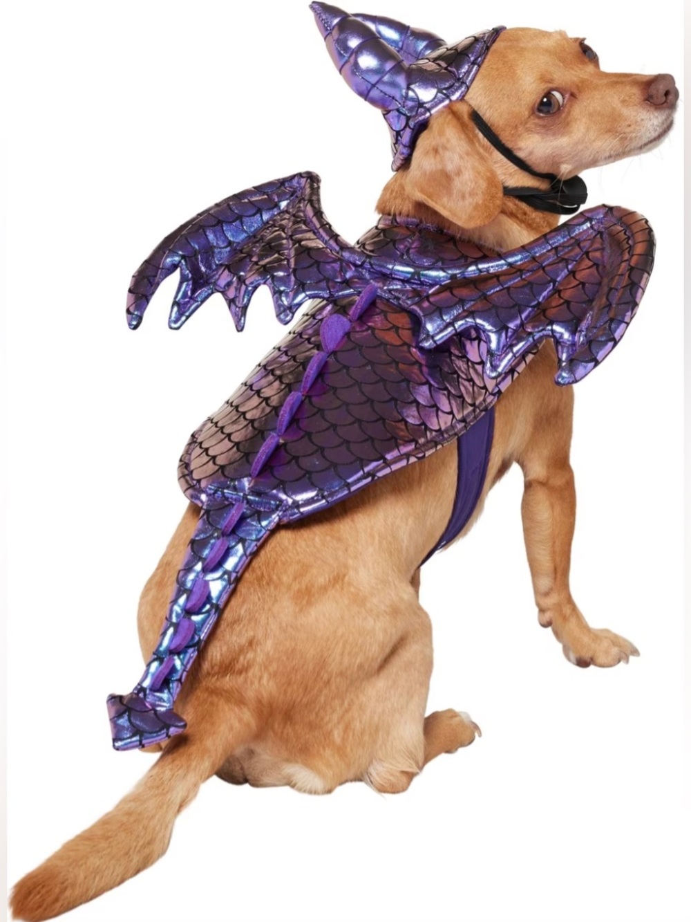 NEW Size XS/Small Frisco Dragon Dog & Cat Halloween Costume with Accessory NWT